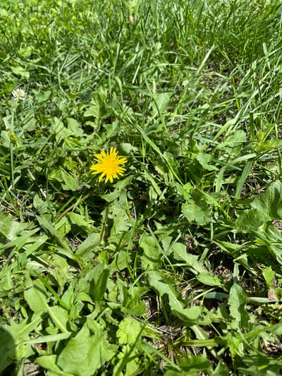 The image shows a close-up view of a dandelion flower in a grassy area, likely a lawn or a field. The dandelion is bright yellow and is in full bloom, with its petals spread open. It is surrounded by various green leaves and blades of grass, some of which appear to be dandelion leaves with their characteristic jagged edges. The sunlight illuminates the scene, creating shadows and highlighting the textures of the plants. There are no people or man-made objects visible in the frame, suggesting a natural or semi-natural outdoor environment. The location in the city of Верхнее Казачье, Russia, is not visually evident from the image itself.