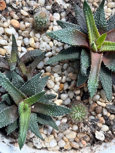 The image shows a close-up, overhead view of several succulents and a small cactus planted in a pot filled with small, rounded pebbles and some dark soil. The succulents have pointed, green leaves with raised white dots or tubercles. One succulent in the foreground is larger and vibrant green, while another to the left appears slightly darker and more established. In the upper center of the image, a small, spherical cactus with numerous thin spines is visible. The pebbles vary in color, including white, tan, and some with orange or brown hues. The overall impression is that of a small, well-maintained succulent arrangement in a container. The scene does not depict any specific location within Радваніцкі сельскі Савет, Belarus, as it is an interior or garden close-up of plants.