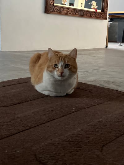 A ginger and white cat sits squarely in the center, its gaze directed upward. It rests on a brown textured rug. To the left, a cream-colored wall with a decorative framed picture hanging. A grey floor is seen behind the cat and to the left of the wall. The cat is the primary focus, set against the contrasting background of the rug and light wall.