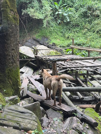 A medium-sized, tan-colored dog stands on a wooden walkway, facing away from the camera and looking towards a lush, green hillside. The dog has a short, furry coat and a bushy tail that is slightly raised. The walkway is constructed from roughly cut wooden planks and branches, appearing somewhat weathered and unstable. It is built over a jumble of rocks and fallen logs, suggesting a natural or semi-developed environment.

The background is dominated by dense vegetation, with a variety of trees, shrubs, and vines creating a rich tapestry of green. Large, moss-covered rocks are scattered throughout the foreground and midground. In the distance, a body of water, possibly a stream or river, is visible, reflecting the greenery. A bamboo railing runs along the side of the walkway, further hinting at a rustic, perhaps rural setting. The lighting suggests an overcast or shaded day, with soft, diffused light illuminating the scene. The overall impression is one of a natural, untamed environment, possibly a park or a remote area near Ban Huai Takhrai, Thailand.
