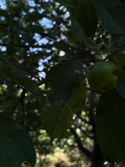 The image depicts a close-up view of an apple tree branch with a single green apple. The apple is round and firm, with a slight indentation at the stem. Lush green leaves surround the apple, some casting shadows over it. The background is a blur of green foliage and dappled sunlight, creating a bokeh effect. There is no indication of the location being in Баяндай, Kazakhstan; the scene is purely natural.