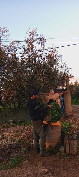 The image, taken in Dar Oum Soltane, Morocco, depicts an outdoor, rural scene likely during the late afternoon or early evening, characterized by soft, warm light.

A person, wearing a dark jacket or hoodie and a dark beanie, is positioned on the right side of the frame. Their back is partially turned, and they appear to be leaning over a large, rusty metal barrel, engaging in an activity that involves handling green leafy produce. The barrel contains a substantial amount of these green plants, possibly freshly harvested herbs or vegetables. To the right and behind the barrel, a wooden crate also holds similar green produce. The ground around the person and objects is uneven, bare earth, appearing somewhat damp.

In the mid-ground and background, dense olive trees dominate the left side of the scene, their foliage dark green and silver-hued. Above the trees, power lines stretch across a pale, clear sky that transitions to a warmer, slightly orange tone near the horizon. A rustic structure, possibly a wall or part of a shed, is visible behind the barrel and crate. The overall atmosphere suggests agricultural work or harvesting in a natural, earthy setting. No discernible text is visible on any subjects or objects.