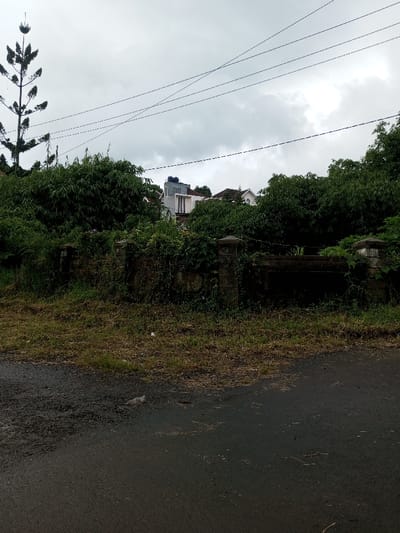 A cloudy sky hangs over a scene of overgrown foliage and a partial view of buildings. A tall, sparsely needled tree stands to the left, while power lines crisscross the sky. A low stone wall, partially obscured by vegetation, runs across the middle ground. Grass and weeds fill the area between the wall and a dark, wet asphalt road in the foreground. The buildings are obscured by trees, with glimpses of white structures and a water tank visible.