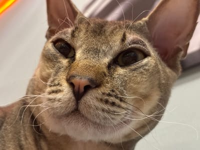 This is a close-up, head-on photograph of a brown tabby cat's face. The cat's fur is short and appears to be a mix of light brown, dark brown, and black stripes. The cat has large, dark eyes with visible pupils reflecting light, and prominent white whiskers that fan out from its muzzle. Its nose is pinkish-brown, and its ears are large and pointed. The background is out of focus, but appears to be a light-colored, flat surface with some indistinct shapes in the upper portion of the image. There are no people, specific objects, or actions depicted in the image. The image does not provide any information about the cat's location, including whether it is in Natukhayevskaya, Russia.