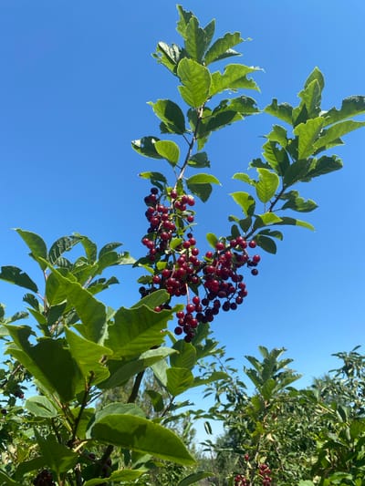 In Жалпақсай, Kazakhstan, a close-up, vertical shot captures a branch laden with ripe, dark red cherries against a clear, vibrant blue sky. The cherries hang in clusters from thin stems. The branch is adorned with lush, green leaves, some of which show signs of insect damage with small holes and ragged edges. The background reveals more foliage and branches of similar plants, creating a natural, outdoor scene. The lighting suggests a bright, sunny day.