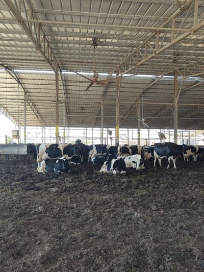 The image depicts a cow shed in the city of Yoav Regional Council, Israel. The shed is covered by a large metal roof supported by a steel structure. Large industrial fans are suspended from the ceiling. The floor of the shed is covered in mud and excrement, where a herd of black and white cows are resting and standing. Some cows are lying down in the mud, while others are standing. The environment is typical of a dairy farm.