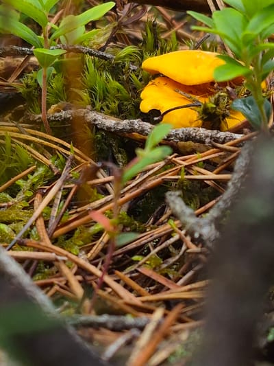 This is a close-up, eye-level, outdoor photograph taken in Hargla, Estonia, of several bright yellow chanterelle mushrooms (Cantharellus cibarius) nestled amongst moss and pine needles on the forest floor. The mushrooms are vibrant and appear to be fresh. There are green plant leaves and reddish stems visible in the foreground and background, suggesting a natural woodland environment. The lighting is soft, indicating it might be overcast or early morning/late afternoon. The focus is on the mushrooms, with the surrounding foliage slightly blurred. The overall impression is one of natural beauty and the discovery of edible fungi in a forest setting.