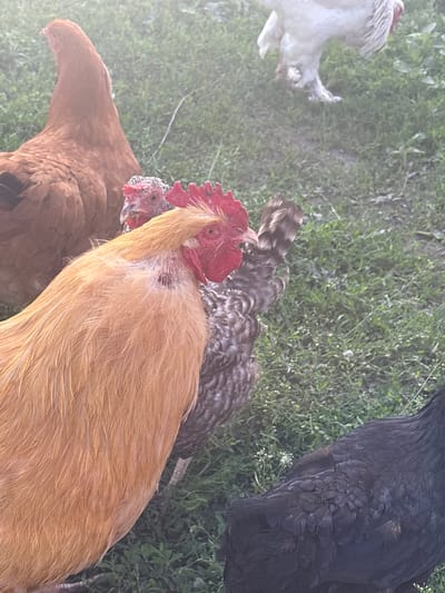 In Sovkhoza "Razdol'e", Russia, several chickens are gathered on a grassy area. In the foreground, a large, golden rooster with a red comb and wattles is prominently featured, its feathers detailed and light. Behind the rooster, a smaller chicken with speckled brown and gray plumage is visible. Further back and to the left, a reddish-brown hen stands. In the background, a white chicken with elaborate feathering on its legs and body is partially visible, and to the far right, the dark, almost black plumage of another chicken is apparent. The environment is a natural setting with green grass and some scattered white wildflowers.