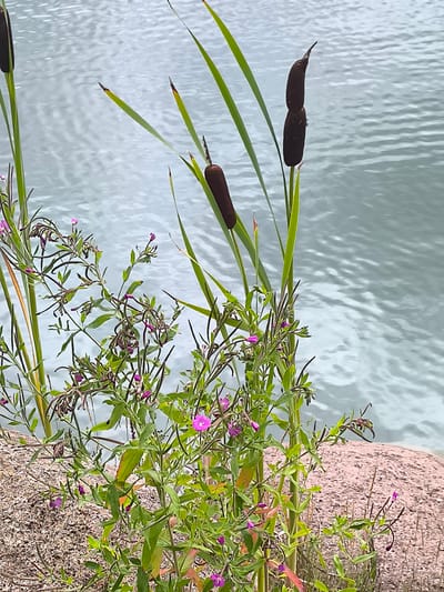 The image depicts a close-up view of a body of water with several cattails and a cluster of flowering plants in the foreground. The water is a light blue-gray color with subtle ripples. The cattails are tall and dark brown, with one clearly showing two distinct sections. The flowering plants are green with delicate pink blossoms and long, thin seed pods. A sandy, pinkish-brown embankment is visible behind the plants. The scene appears to be a natural outdoor setting, possibly a lakeside or riverbank. No people or animals are present in the image. The location is identified as Mažučiai, Lithuania.