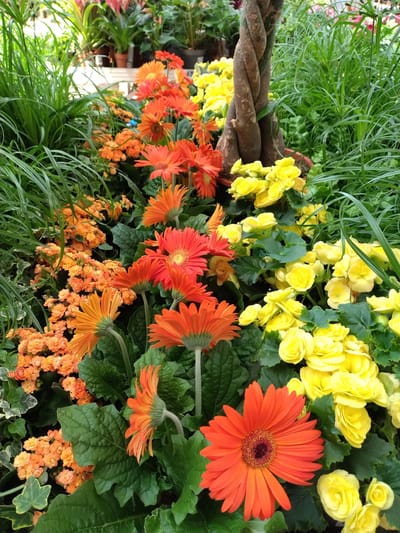 This media file is a close-up, slightly overhead shot of a vibrant display of flowers and foliage. The dominant colors are bright orange, yellow, and various shades of green, suggesting a lush, garden-like setting. In the foreground, a thick, twisted rope made of natural material, possibly wood or thick fibers, runs diagonally across the frame, adding an organic and rustic element.

The floral subjects include large, daisy-like orange gerbera flowers with dark centers, and clusters of smaller, yellow flowers that appear to be begonia blooms. Interspersed with the flowers are various green leaves, some large and textured, others long and grassy. A section of variegated ivy with white and green leaves is visible in the lower right corner, providing a contrast to the brighter colors.

The composition is dense with plant life, and the lighting appears to be natural, possibly from an outdoor setting or a well-lit greenhouse. There are no people or animals visible. The overall impression is one of abundant natural beauty, likely a well-maintained garden bed or a floral arrangement for decoration. The image is static, with no discernible activity or event taking place beyond the static display of the flora. No text is visible in the image. Given the location context of Písek, Czechia, this could be a scene from a botanical garden, a public park, or a private garden within the region.