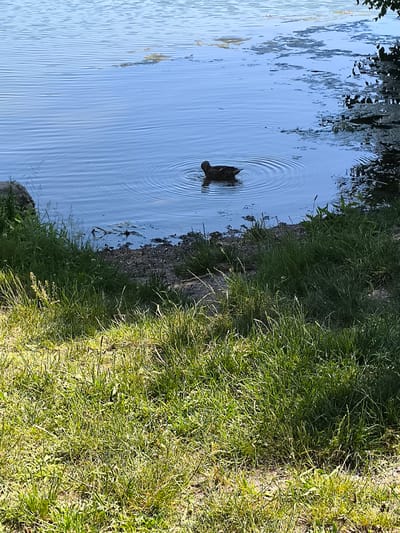 The image depicts a body of water, likely a lake or pond, adjacent to a grassy bank. A single duck is visible swimming in the water, creating ripples around it. The shoreline is rocky with vegetation growing close to the water's edge. The foreground is dominated by green grass. The water surface exhibits subtle waves and reflections. The scene is lit by daylight. The location is Saint-Pierre-de-Bœuf, France.