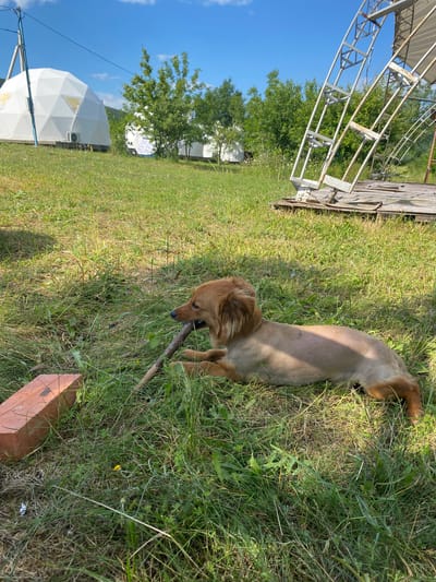 A medium shot captures a light brown dog with short-cropped fur lying in green grass, chewing on a stick. The dog is positioned in the foreground, angled towards the right side of the frame, with its head resting on the stick. To the left of the dog is a red brick. The background features a white geodesic dome structure, a metal frame resembling part of a large structure, and lush green trees under a clear blue sky with scattered white clouds. The scene appears to be outdoors, possibly in a rural or undeveloped area. The lighting suggests a sunny day. The location is specified as Orlinovsky District, Ukraine.