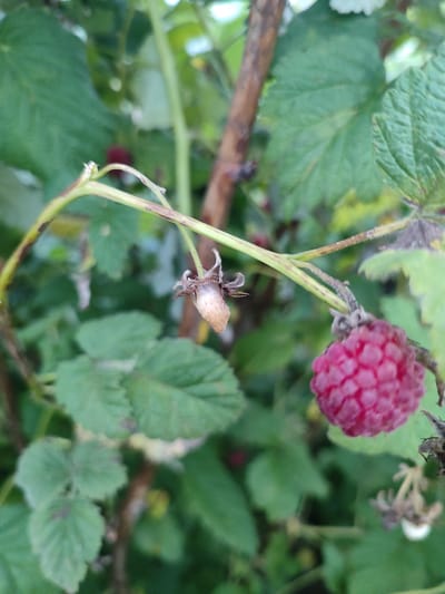 A close-up, shallow depth of field photograph captures a raspberry plant in Il'bukhtino, Russia. In the foreground, a ripe, vibrant pink raspberry is visible, its drupelets clearly defined. To its left, a withered, undeveloped raspberry, dried and light brown, hangs from its stem, its calyx remaining. The plant's stem is a woody brown with some dried, brown markings. Green leaves of varying shades of green form the background, some appearing healthy, while others show signs of dryness or discoloration. The overall impression is of a natural outdoor setting.