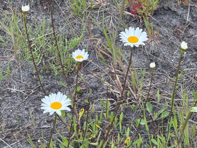 The image shows a close-up view of several daisies with white petals and yellow centers growing in sandy, dry soil amidst sparse green and brown grasses. There are at least four visible daisy flowers, three in full bloom and two in bud. One daisy in the foreground left is fully open, with its yellow center clearly visible. Another fully open daisy is positioned to the right of center, and a third fully open daisy is in the upper right quadrant. Two daisy buds are also visible, one in the lower right and another slightly above it. The surrounding vegetation is a mix of thin, dry grasses and some greener, more succulent-looking plants. The ground appears to be composed of coarse sand or gravel, with small pebbles and organic debris. The lighting suggests an overcast or diffused daylight condition. The scene is devoid of any human presence or structures, depicting a natural, wild setting. This specific scene is located in the city of Kuril'sk, Russia, likely within a natural or semi-natural area where these wildflowers are present.