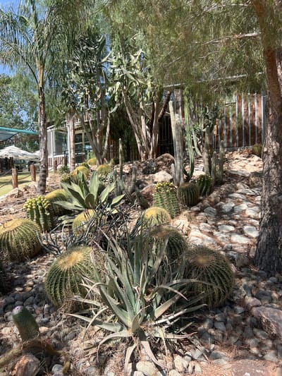 The image depicts a lush and diverse cactus garden located in Analiontas, Cyprus. In the foreground, a variety of cacti are prominently displayed, including large barrel cacti with prominent spines, prickly pear cacti with flattened pads, and columnar cacti. Several agave plants with thick, succulent leaves are also present, adding to the arid landscape. The ground is covered with a mixture of small and medium-sized rocks, and dry pine needles are scattered throughout.
In the background, a modern building with a wooden-slatted facade and large windows is visible, suggesting it might be a visitor center or a cafe associated with the garden. Several palm trees and other lush green foliage surround the building, creating a contrast with the desert-like environment of the cacti. Further in the background, umbrellas are set up, indicating an outdoor seating area, possibly for a restaurant or event space. The scene is bathed in bright sunlight, casting shadows and highlighting the textures of the plants and rocks. There are no people visible in the image. The overall impression is of a well-maintained botanical garden or a landscaped area designed to showcase a collection of arid-climate plants.