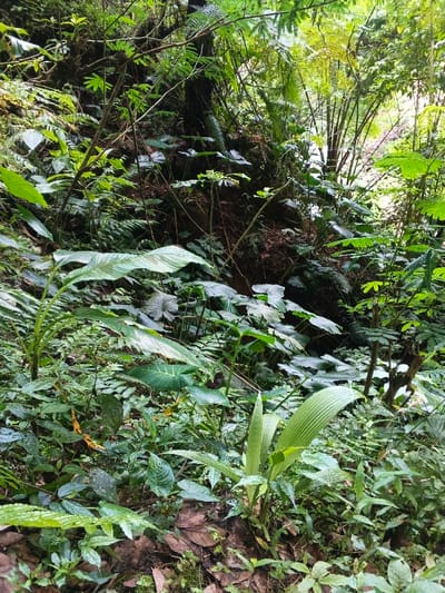 Lush green vegetation densely populates the scene, creating an immersive jungle environment. Various plant species, including ferns, leafy bushes, and broad-leafed plants, contribute to the biodiversity. Ground level is covered in fallen leaves and small plants, with taller trees and shrubs extending upwards, their branches intertwining to form a canopy. The color palette is dominated by verdant hues, highlighting the richness and vibrancy of the natural habitat.