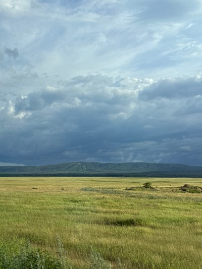 The image depicts a vast, grassy plain under a dramatic, cloudy sky. In the foreground, tall, wind-swept grasses in shades of green and yellow dominate the landscape. A few small shrubs and clumps of darker vegetation are scattered throughout the field, and on the right side, there are two rock formations. In the middle ground, a dark green, densely forested mountain range stretches across the horizon. The mountain slopes have visible clearings and ski tracks on their upper portions. The sky above is filled with heavy, gray storm clouds, with patches of lighter blue sky showing through in some areas. The overall impression is one of a remote, natural landscape on the verge of a storm. The location is Zhuravlevo, Russia.