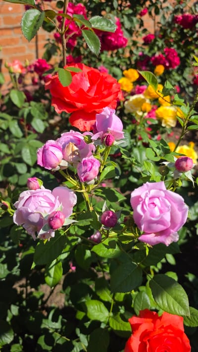 A close-up, eye-level shot captures a vibrant display of roses in varying shades of pink, red, and yellow, set against a backdrop of green foliage and a brick wall. The scene is bathed in bright sunlight, casting distinct shadows. In the foreground, several light pink roses are in full bloom, their delicate petals unfurling. Interspersed among them are tightly closed pink buds and a few pale pink, half-opened roses. A striking red rose is visible in the upper center, its petals slightly parted. Further back, clusters of bright yellow and deep red roses create a colorful mosaic, partially obscured by the surrounding leaves. The brick wall, visible in the upper left quadrant, adds a rustic element to the composition. The overall impression is one of a well-maintained garden, possibly in the city of Krasnochervonnyi, Russia, on a sunny day. There are no people or animals present.