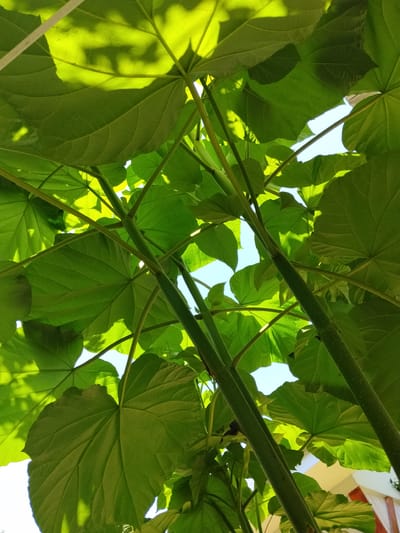 This media file features a low-angle shot looking up through the canopy of large, vibrant green leaves. The leaves are veined and appear to be from a deciduous tree or shrub, with some catching the sunlight, creating bright, translucent patches. The stems of the plant are thick and green, some showing a textured, slightly fuzzy surface, and they crisscross, supporting the expansive foliage.
The scene is outdoors, with patches of a clear blue sky visible through the gaps in the leaves. The bright sunlight filtering through the leaves suggests it is daytime, likely midday or afternoon, with good weather. There are hints of a structure with a light-colored wall and a terracotta-colored roofline visible in the lower right portion of the image, indicating an urban or semi-urban setting. The overall impression is one of lush greenery and natural beauty, viewed from an unusual perspective beneath the plant. There is no text visible in the image. The location is Yarkishlak, Uzbekistan.