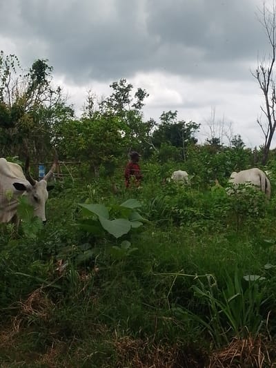 In a grassy, overgrown area in Kajola, Nigeria, a person wearing a red garment stands in the middle ground, appearing to guide or herd several cows. The cows are predominantly white and appear to be grazing or standing amidst the thick vegetation. One cow is prominent in the foreground on the left, its head turned towards the viewer. The environment is lush with green foliage and trees, suggesting a rural or semi-rural setting. The sky is overcast with gray clouds.
