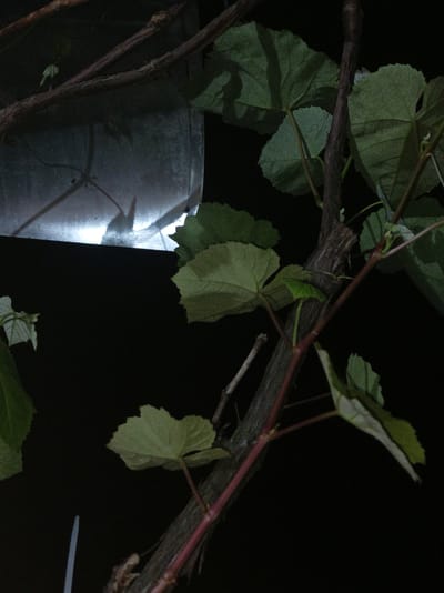 The image depicts a close-up view of a vine with green leaves and a dark, textured branch. The background is predominantly black, suggesting nighttime or a dark environment. In the upper left portion of the image, a metallic surface with a bright light source behind it is visible, casting reflections and shadows on the vine and its surroundings. There are no people or animals present in the scene. The overall impression is one of natural elements against a dark, possibly urban, backdrop illuminated by an artificial light. The location is Шарпілаўскі сельскі Савет, Belarus.