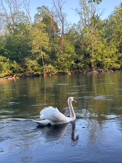 A swan is swimming in a body of water, possibly a river or lake, bordered by dense trees. The swan is white with a long neck, and its wings are slightly raised, suggesting movement. The water reflects the surrounding greenery, and the scene appears to be taken during the day, with natural light illuminating the swan and the environment. The location is La Wantzenau, France.