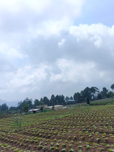 This image depicts a rural agricultural landscape in Nam Sa Lat, Myanmar, under an overcast sky. In the foreground, a field of small, green, leafy plants is systematically arranged in neat, parallel rows across dark brown soil, occupying the lower half of the frame. The field extends upwards and to the left. In the midground, several structures are visible: a building with a reddish-brown roof and light-colored walls, and at least one translucent-roofed structure, possibly a greenhouse, are partially obscured by dense vegetation. Beyond these structures, a line of various trees, including tall conifers, forms a backdrop. Further in the background, a hazy range of hills or mountains extends horizontally. The sky, which occupies the upper half of the image, is filled with dense, predominantly grey and white clouds, with faint hints of lighter blue sky in the upper right quadrant. No individuals, animals, or explicit actions are discernible within the scene.