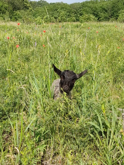 A black and gray goat kid peeks out from tall green grass in a field with scattered red poppies. The field is bordered by a dense green forest. The sky is visible as a light blue at the top of the frame. The scene appears to be in Mar'yanivka, Ukraine.