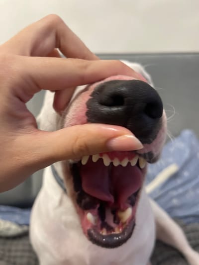 A close-up, eye-level shot captures a human hand gently pulling back the upper lip of a white dog, revealing its teeth and pink gums. The dog's black nose is prominent in the upper center of the frame, with its mouth open wide. The background is softly blurred, showing a hint of a gray surface and a blue patterned fabric, possibly a blanket or upholstery. The lighting is soft, creating a gentle illumination of the scene. The image was taken indoors.