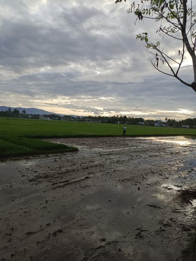 The image depicts a rural scene in Sukon Mesjid, Indonesia. In the foreground, there is a muddy field with standing water. The ground appears uneven and rutted. Tire tracks are visible in the mud. Reflections of the sky and clouds are visible in the water. Beyond the muddy field is a green rice paddy. A single person is standing in the rice paddy. In the distance, houses and trees are visible, set against a backdrop of mountains. The sky is overcast with gray clouds. A tree with sparse leaves is present in the upper right corner of the image. The lighting appears to be subdued, possibly during early morning or late afternoon.