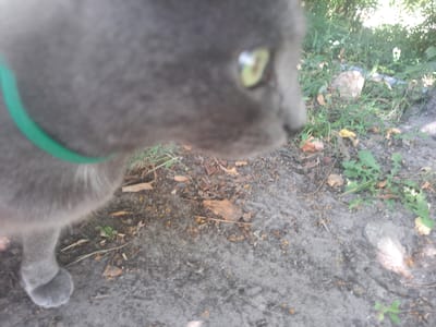 An outdoor, slightly blurred, eye-level medium shot shows a gray cat wearing a bright green collar as it walks on a sandy path. The cat's head is to the right of the frame, and its green eye is visible. The cat's front left paw is in the foreground, and its body extends out of the frame to the left. The path is covered with sand, small rocks, and fallen leaves. In the background, there is lush green grass and trees, with sunlight filtering through the leaves. The image was taken in Liubakhy, Ukraine.