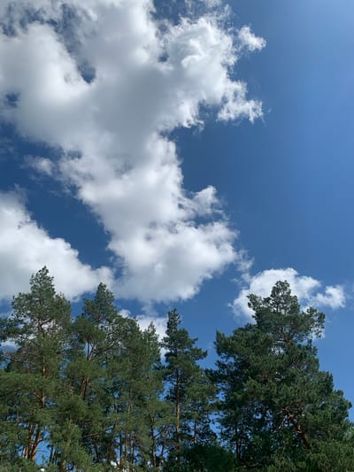 This is a low-angle, full shot of a bright blue sky with scattered white clouds and the upper branches of several evergreen trees. The trees are on the right side of the frame and extend towards the top and bottom edges, with their dense green foliage creating a textured canopy. The sky is clear in many areas, but several fluffy cumulus clouds are visible, some taking up a significant portion of the left side of the image. The lighting suggests it is daytime, likely late morning or early afternoon, given the brightness of the sky and the clear visibility of the clouds and trees. There are no people or any man-made objects visible, making the scene appear natural and serene. The image captures a peaceful moment outdoors, with the focus on the interplay between the sky, clouds, and the natural elements of the trees.