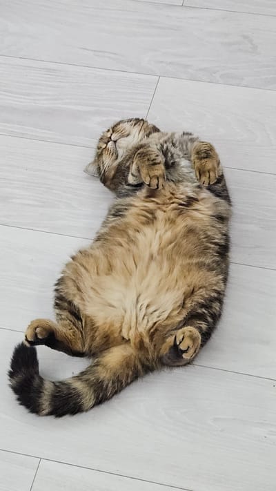 A domestic tabby cat is depicted lying on its back on a light-colored wooden or laminate floor, captured from an overhead perspective. The cat has a dense coat of fur, displaying classic tabby markings with shades of brown, black, and tan on its back and sides, transitioning to a lighter, creamy or beige color on its belly. Its body is curled slightly, with its head turned to the viewer's left and its eyes closed, indicating it is deeply asleep or very relaxed.

All four of the cat's paws are visible and curled upwards, with its front paws tucked near its face and its back paws slightly spread. The tail is thick and bushy, extending towards the lower right of the frame, showing distinct dark bands that contrast with lighter segments. The floor consists of light planks, contributing to a bright and clean indoor setting. There are no other objects or individuals present in the image. The lighting appears soft and natural, suggesting it is daytime indoors. The cat's posture and closed eyes convey a strong sense of comfort, peace, and contentment. This scene takes place in Yerzovka, Russia.