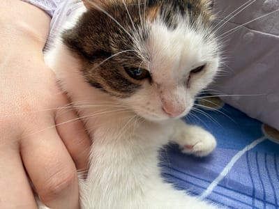 A close-up shot shows a calico cat being petted by a person. The cat's face is white with brown and black markings on its head and one eye. Its whiskers are long and white. The person's hand is visible, gently holding the cat. The cat is lying on a blue patterned surface, possibly a bed or blanket. The background includes a lavender colored fabric. There are no discernible elements that indicate the location as Колычёво, Russia.