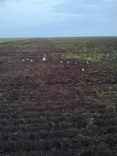 The image depicts an open, plowed field under a pale, overcast sky. The foreground is dominated by dark, tilled soil with patches of sparse green vegetation. Several small, light-colored birds are scattered across the field. In the mid-ground, the tilled soil transitions into a grassy expanse that stretches to the horizon. The horizon is indistinct, suggesting a vast, flat landscape. No buildings or human structures are visible within the frame. The scene appears to be a natural or agricultural landscape devoid of any urban elements.
