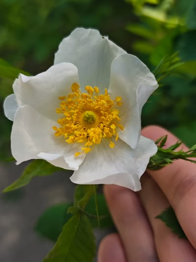 A close-up photograph shows a white flower with a dense cluster of yellow stamens in its center. The flower's petals are slightly ruffled and have a delicate appearance. The flower is held by a human hand. The background is a blurred green, suggesting foliage. There is no information to suggest the image was taken in Svobody, Russia.