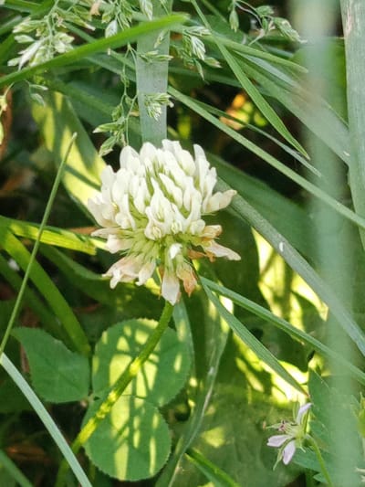 A close-up, eye-level shot focuses on a white clover flower blooming amidst lush green foliage. The flower, composed of numerous small, delicate petals, is the central subject, with some lower petals appearing slightly faded or dried. Behind and around the clover, tall blades of grass and other green vegetation create a natural, wild setting. Sunlight filters through the leaves, casting dappled shadows on the ground and adding a sense of warmth and natural light, suggesting it is daytime, likely a sunny day. The overall atmosphere is serene and tranquil, capturing a moment of natural beauty in an outdoor environment. In the lower right corner, a small, pale pink flower with delicate petals and visible stamens adds a subtle secondary point of interest. The background is a soft blur of greens and yellows, emphasizing the foreground subjects. No people or text are visible in the image. The location context is Yurga, Russia.