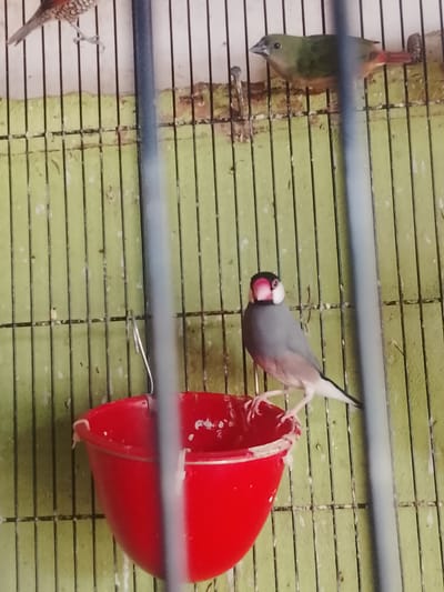 The image shows a bird in a cage. The bird is predominantly grey with a black head, a white patch on its face, and a pink beak. It is perched on the rim of a bright red, circular bowl. The cage has light green bars and is slightly dirty. In the background, another bird with green and reddish-brown plumage is visible on a perch. The setting appears to be an aviary or a pet shop in Kuta Trieng, Indonesia, given the context provided. The image is taken from a slightly low angle, looking up at the bird.