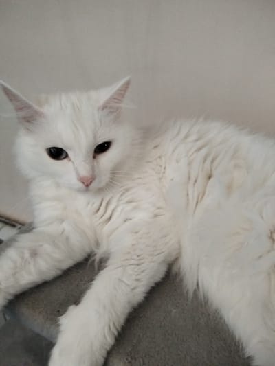 A close-up shot focuses on a fluffy, white cat with amber eyes. The cat is lying down on a textured grey surface, possibly a rug or upholstered furniture. Its gaze is directed downwards and slightly to the side, suggesting a moment of quiet observation or rest. The background is a neutral, pale color, likely a wall, which helps the white cat stand out. The lighting is soft, indicating an indoor setting, possibly during the daytime with diffused natural light or artificial illumination. No text is visible in the image.