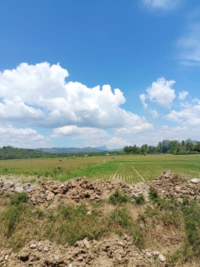 This image depicts a rural landscape under a bright blue sky with scattered white clouds, likely in or around Cotlaot, Indonesia. The foreground is dominated by a mound of brown soil and rocks, with dry grass and some green sprouts. Beyond this, a lush green field, possibly a rice paddy, stretches towards the horizon. The field shows visible rows, indicating cultivation. In the middle ground, more fields and scattered trees, including palm trees, are visible. In the distance, rolling hills covered in vegetation form the backdrop, and a faint mountain peak can be seen on the far left. A few brown cows are scattered across the fields. Two small structures, possibly houses or sheds, are visible amidst the trees in the middle distance. The scene suggests an agricultural area with natural topography.