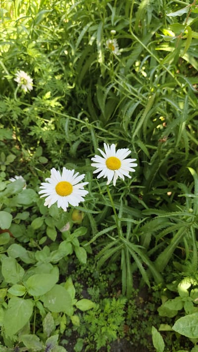 Two white daisy flowers with yellow centers are in focus, positioned in the lower-middle and mid-right sections of the frame. They are surrounded by abundant green foliage. The background is densely packed with various green plants and leaves, some appearing slightly blurred, suggesting a garden or natural setting. The lighting indicates it is daytime, with dappled sunlight filtering through the leaves. The image was taken in Gulistan, Uzbekistan, in a garden.