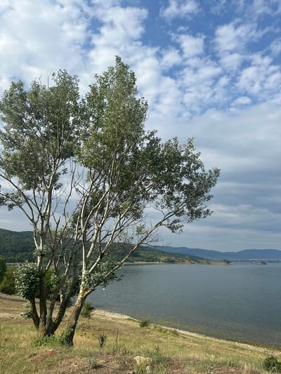 This is a vertical, full-shot photograph of a tree in the foreground with a body of water and hills in the background. The tree is a deciduous tree with a light-colored trunk and branches, and it is covered in green leaves. The tree is located on a grassy slope overlooking the water. The water is a deep blue color and appears calm. The hills in the background are covered in green trees. The sky is blue with some white clouds. The image is taken in Orizari, Bulgaria.
