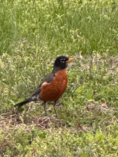 A robin stands on the ground amongst sparse green vegetation. The robin has a black head, a brown chest, and a black tail. The location appears to be outdoors. It is not possible to determine the specific location in Grove City, United States of America.