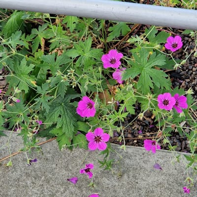 This is a high-angle, medium shot of a patch of wild geraniums blooming near a concrete sidewalk. The flowers are a vibrant magenta color with darker veining in the center of each petal. They have five petals and a dark center. The leaves are deeply lobed and a bright green. The flowers are growing amongst small, dark brown and grey stones, with some dried leaves and twigs scattered about. A silver metal pole is visible on the left side of the image, and the edge of a concrete sidewalk runs along the right side. There are also fallen petals on the sidewalk. The scene appears to be outdoors, likely in a garden or natural setting. The lighting suggests it is daytime, possibly overcast or in the shade, as there are no strong shadows. The overall impression is one of natural beauty and growth, with the bright flowers contrasting with the muted tones of the stones and concrete. No text is visible in the image.