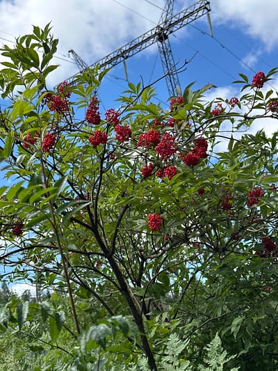 The image captures a close-up view of a bush laden with bright red berries, set against a backdrop of a bright blue sky with wispy white clouds. In the upper portion of the frame, a tall, angular metal power line tower stretches upwards, with thick electrical wires suspended between its arms. The bush's leaves are a vibrant green, and the branches are a dark, woody brown. The berries are clustered together in dense bunches, creating a striking visual contrast with the foliage. The lower part of the image shows more greenery, including ferns, suggesting a natural or semi-wild environment. The scene appears to be outdoors, with the power lines indicating an urban or semi-urban periphery. The specific location in Karabanovo, Russia, is not visually discernible from the image itself, but the presence of power infrastructure might suggest an area near industrial or residential zones. There are no people or animals visible in the frame.
