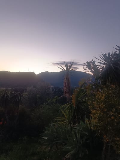 The image displays an elevated landscape view at twilight or dawn in Forest Hills, Spain, showcasing a valley and mountainous terrain. The sky transitions from a light peach-pink hue at the horizon to a deeper violet-blue overhead, with faint, elongated clouds above the central mountain. The immediate foreground is densely populated with subtropical vegetation, including several large *Yucca* or similar plants with sharp, elongated leaves and visible trunks, some displaying dried foliage. Various smaller shrubs and agave-like succulents are also present. In the midground, a cluster of indistinct buildings and structures is visible amidst dark tree cover within a valley, indicating a residential or developed area. The background features multiple layers of dark mountain silhouettes, with a distinct, slender mast or antenna-like structure positioned on the peak of the leftmost mountain. No human figures or specific actions are depicted.