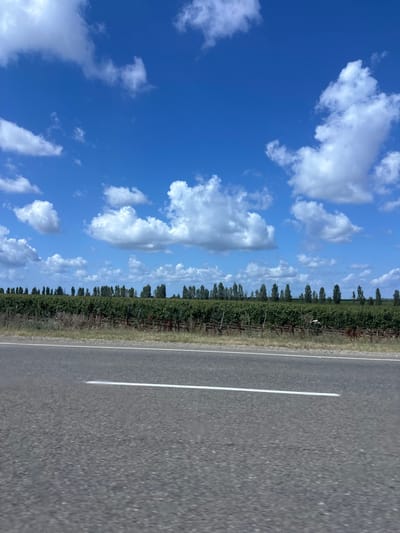 A wide-angle, eye-level shot captures a rural scene from a roadside perspective. In the foreground, a grey asphalt road stretches horizontally across the frame, marked with a white dashed line in the center. The road appears to be a two-lane highway. Beyond the road, a neatly cultivated vineyard stretches towards a line of tall, slender trees in the distance. The vineyard is a vibrant green, with rows of plants visible on trellises. The trees form a consistent, dark green line against the horizon. Above the landscape, a bright blue sky is dotted with fluffy white clouds of varying sizes, casting soft shadows on the scene below. The overall impression is one of a clear, sunny day in a rural setting. The location is identified as Solenyi, Russia, suggesting this is a typical landscape found in that region.