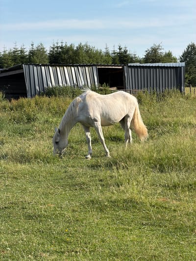 A white horse is grazing in a grassy field. In the background, there are several corrugated metal structures, possibly stables or sheds, with a line of trees behind them. The sky is blue with some wispy clouds. The location is identified as La Roche-en-Ardenne, Belgium.