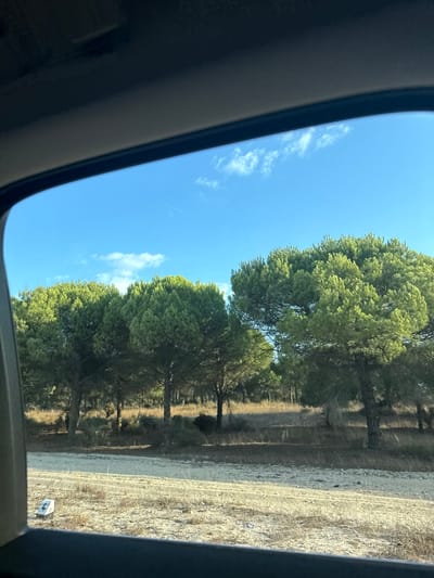 The image, taken from inside a vehicle looking through a window, depicts a sunlit pine forest. The upper portion shows a clear, bright blue sky with sparse white cumulus clouds and a faint aircraft contrail. The middle ground features a dense stand of evergreen pine trees with rounded, full canopies and visible trunks. The ground immediately outside the vehicle window consists of a dry, light-colored dirt or sandy path with faint tire tracks, bordered by sparse, dry yellowish-brown vegetation. In the lower-left foreground, partially obscured by the vehicle's window frame, a small white rectangular marker with the numeral "4" is visible on the ground. No people, specific actions, or interactions are present. No specific landmarks within the image allow for the identification of an exact location within Alcácer do Sal; however, the environment is consistent with the pine forests found in the region.