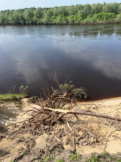 The image shows a riverbank in Новоклязьминское, Russia. The river is on the left side of the image and occupies a substantial portion of the frame. The water is dark and reflects the sky. A line of green trees runs along the opposite bank. The riverbank on the right side of the image consists of sandy soil. There is a partially uprooted tree or bush whose root system and branches are prominently visible at the edge of the riverbank. Patches of green vegetation are scattered along the riverbank's edge. The soil appears eroded in certain areas.